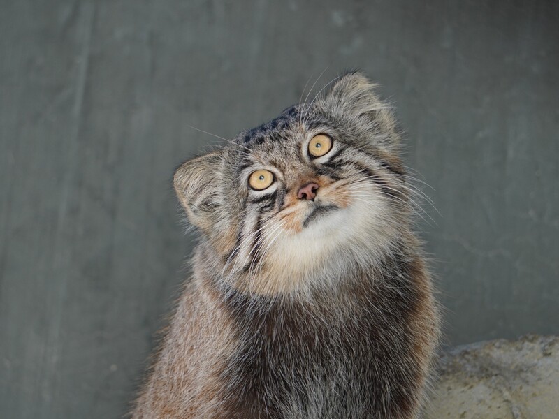 転出するマヌルネコ　ヒデ(オス)
