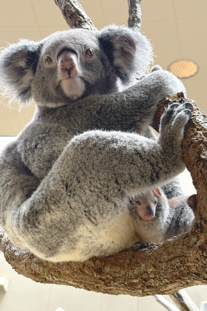 コアラのりんと赤ちゃんの写真