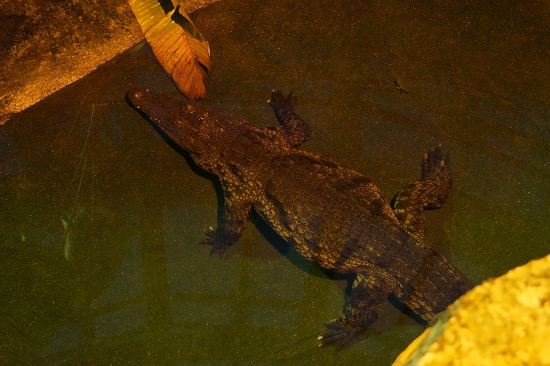 ナイルワニ