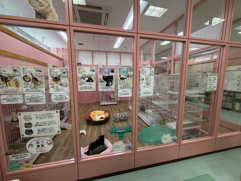 猫ふれあいルームの奥側の写真です。
