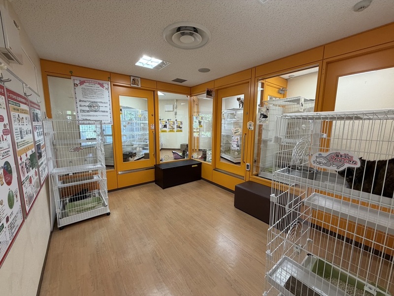 猫展示室の写真です。