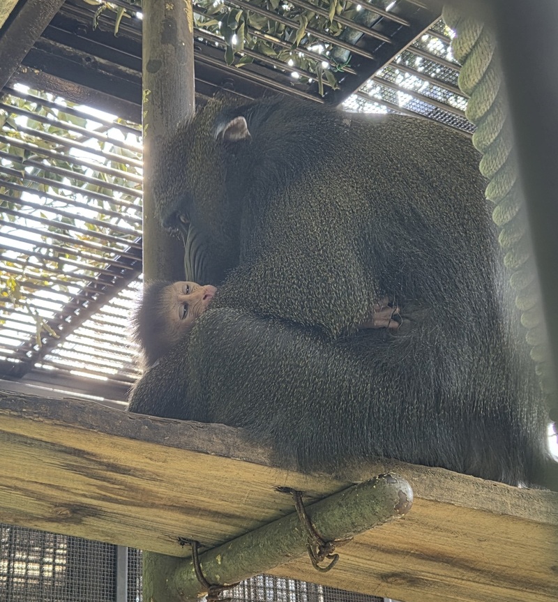 マンドリルのニコと赤ちゃんの写真