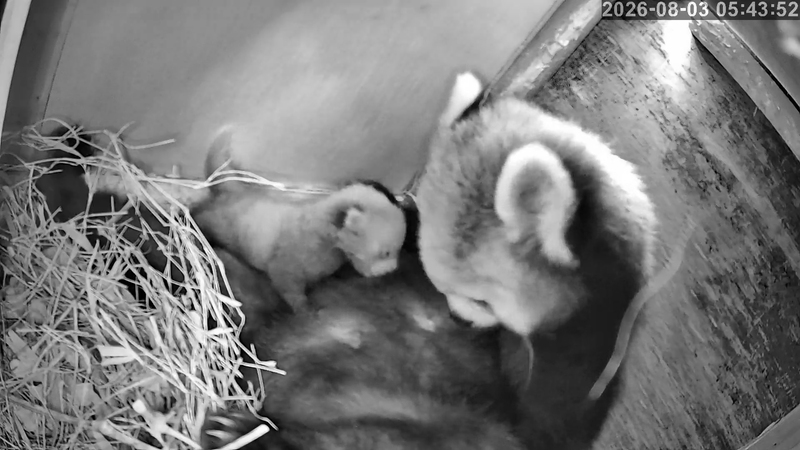 母親のまること赤ちゃん（8月3日撮影）