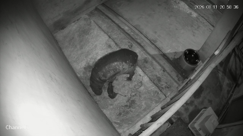 母親のコユリと赤ちゃん（8月11日撮影）