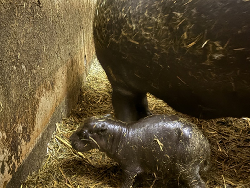 母親のコユリと赤ちゃん（8月12日撮影）