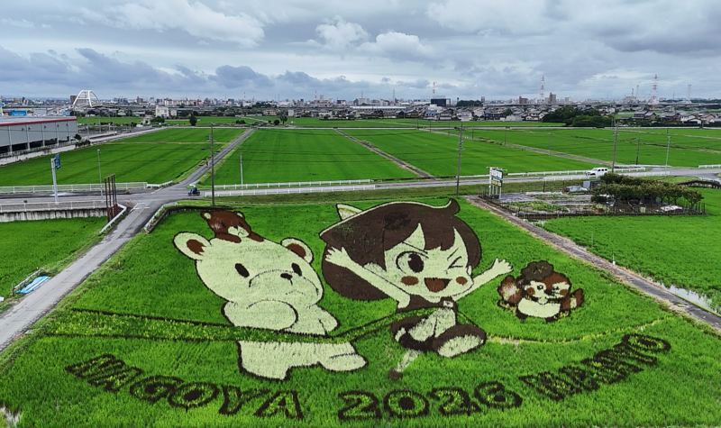 7月5日撮影の田んぼアート写真
