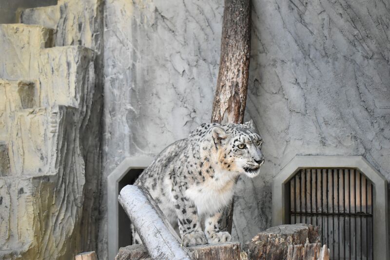 ユキヒョウ(リアン)