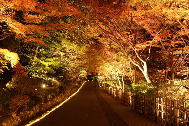合掌線の五色もみじ(夜)