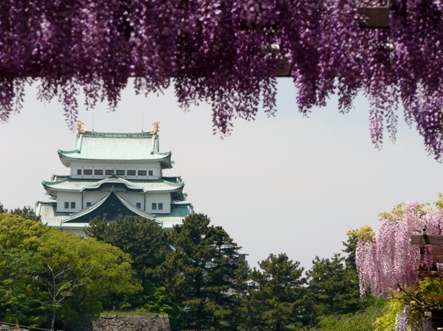 名城公園「藤の回廊」と名古屋城大天守