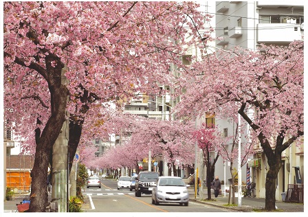 名古屋市 まちなみデザイン選 第3回 泉二丁目から飯田町に至る満開の大寒桜と寒緋桜 観光 イベント情報