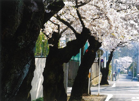 【まちなみデザイン20選】名古屋女子大学中学校・高等学校周辺の桜並木