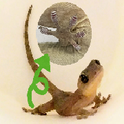 生きものに倣う！バイオミミクリーの世界