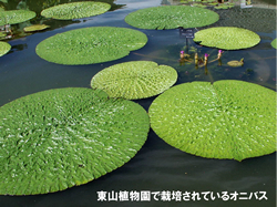 オニバスの画像