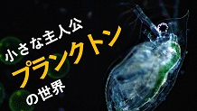 動画「水の中の小さな主人公 プランクトンの世界の」サムネイル画像