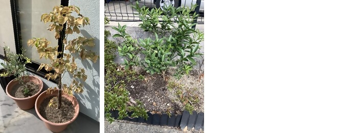 植樹の様子（南海モルディ株式会社 名古屋事業所）