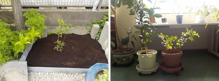 植樹の写真（有限会社 日幸通信）