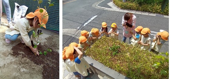 植樹の写真（日向さくら保育園）