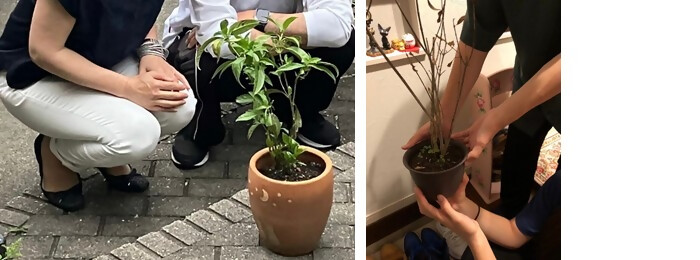 植樹の写真（あすなろ行政書士事務所）