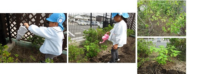 植樹の写真（社会福祉法人道徳福祉会ちゃやひるず保育園）