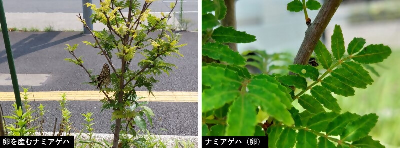 いきもの1