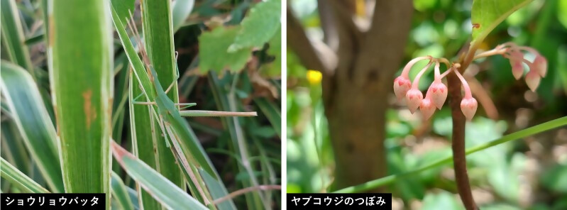 いきもの4
