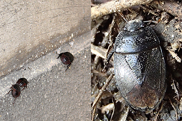 名古屋市 カメムシ類について 2 暮らしの情報