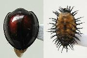 アカホシテントウ Chilocorus rubidus (左:成虫,右:蛹)
