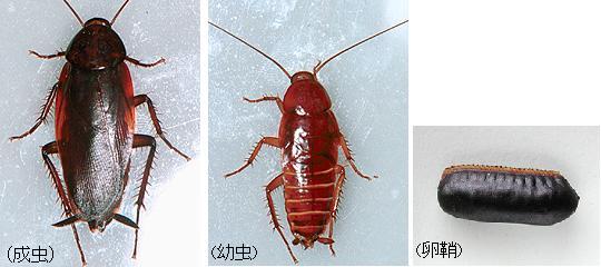 名古屋市 ゴキブリ 台所のオジャマ虫を退治しましょう 暮らしの情報