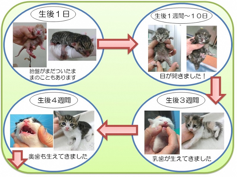 名古屋市 子猫の成長について 暮らしの情報