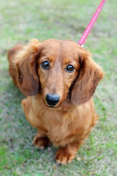 名古屋市 飼主さんを待っている犬猫の情報コーナー 暮らしの情報