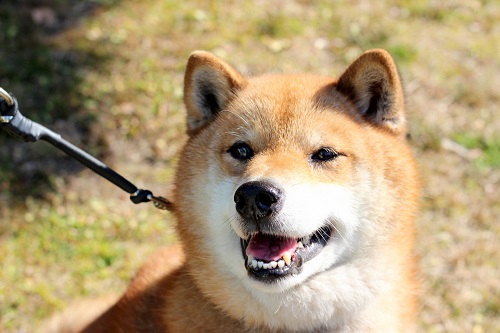 犬、柴、茶色、去勢オス、生年月日平成21年2月18日の画像1