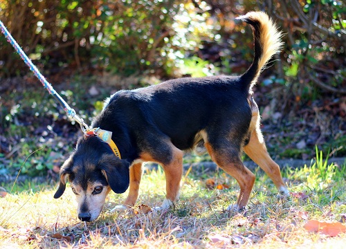 犬、雑種、黒茶色、去勢オス、生年月日平成18年4月1日の画像2