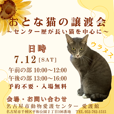 令和7年7月12日（土曜日）に開催するおとな猫の譲渡会のバナーです