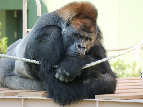 東山動植物園の画像