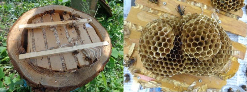 名古屋市:季節ごとのスズメバチの巣暮らしの情報