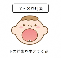 名古屋市 歯が生えたら 始めよう歯みがき 暮らしの情報