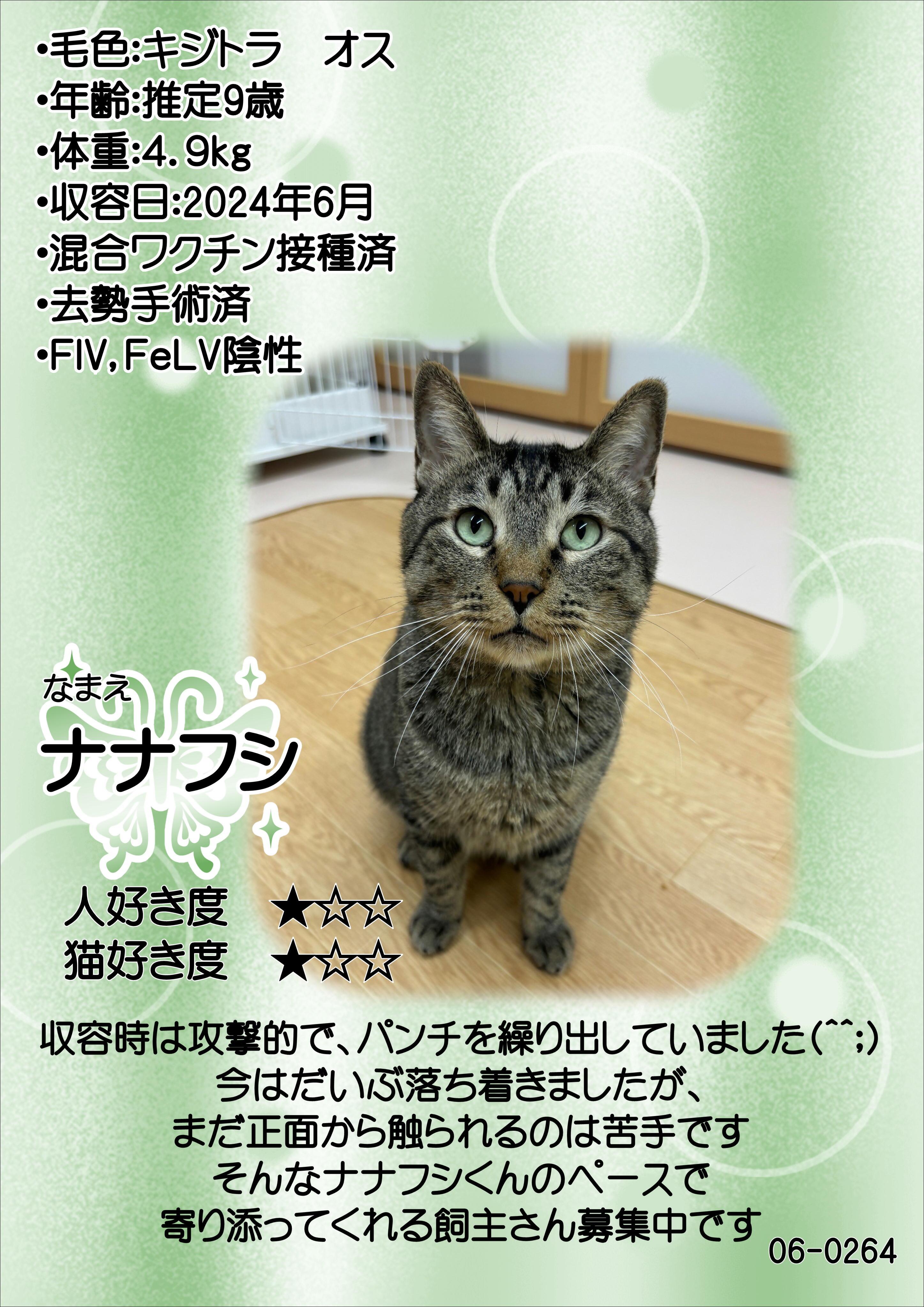 飼主募集中猫ナナフシの紹介ポスターです。
