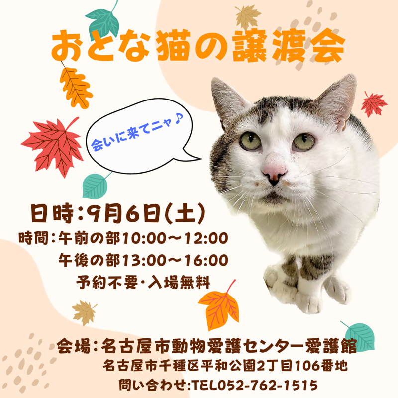9月6日に開催予定のおとな猫の譲渡会のポスターです。