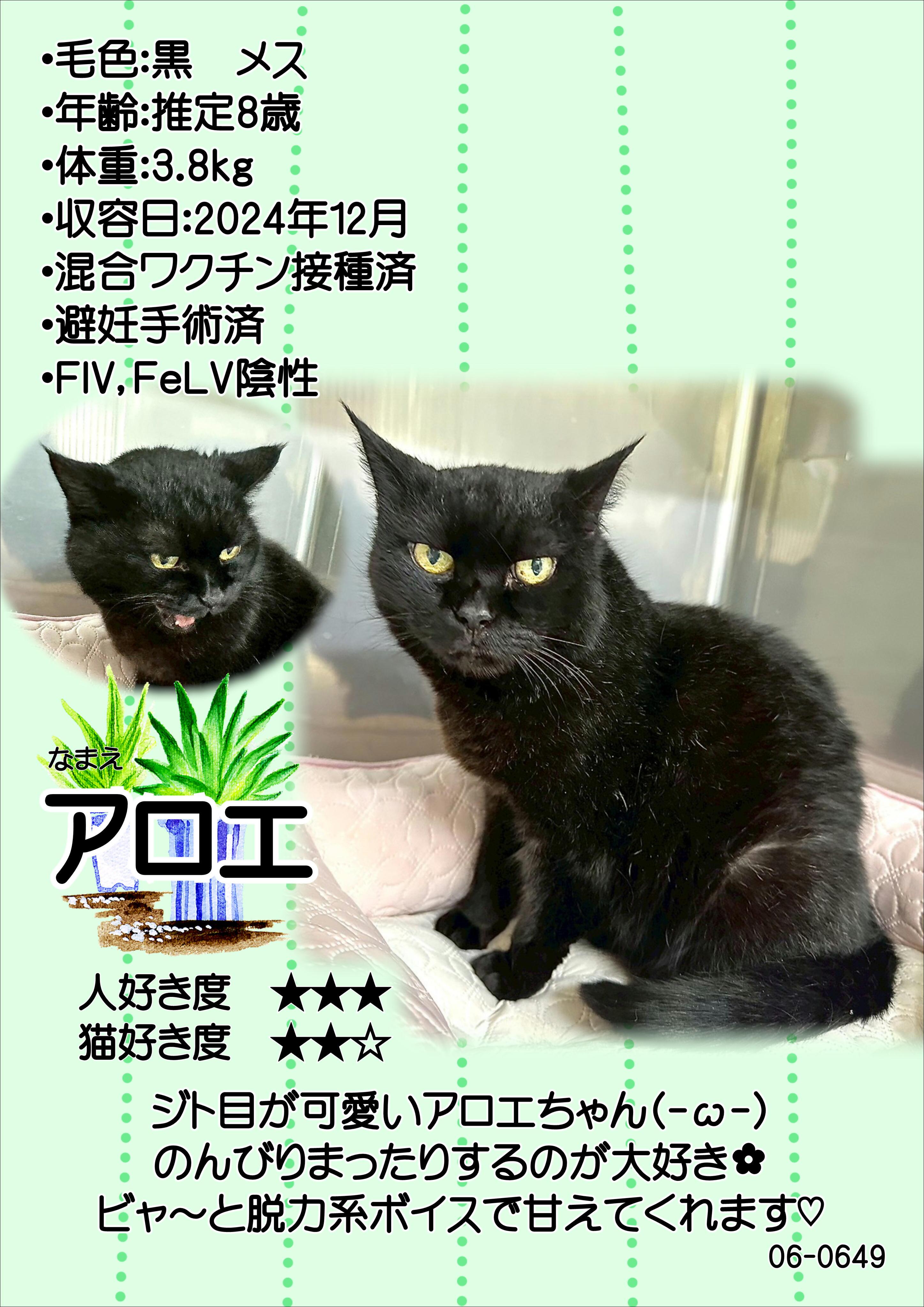 飼主募集中猫アロエの紹介ポスターです。