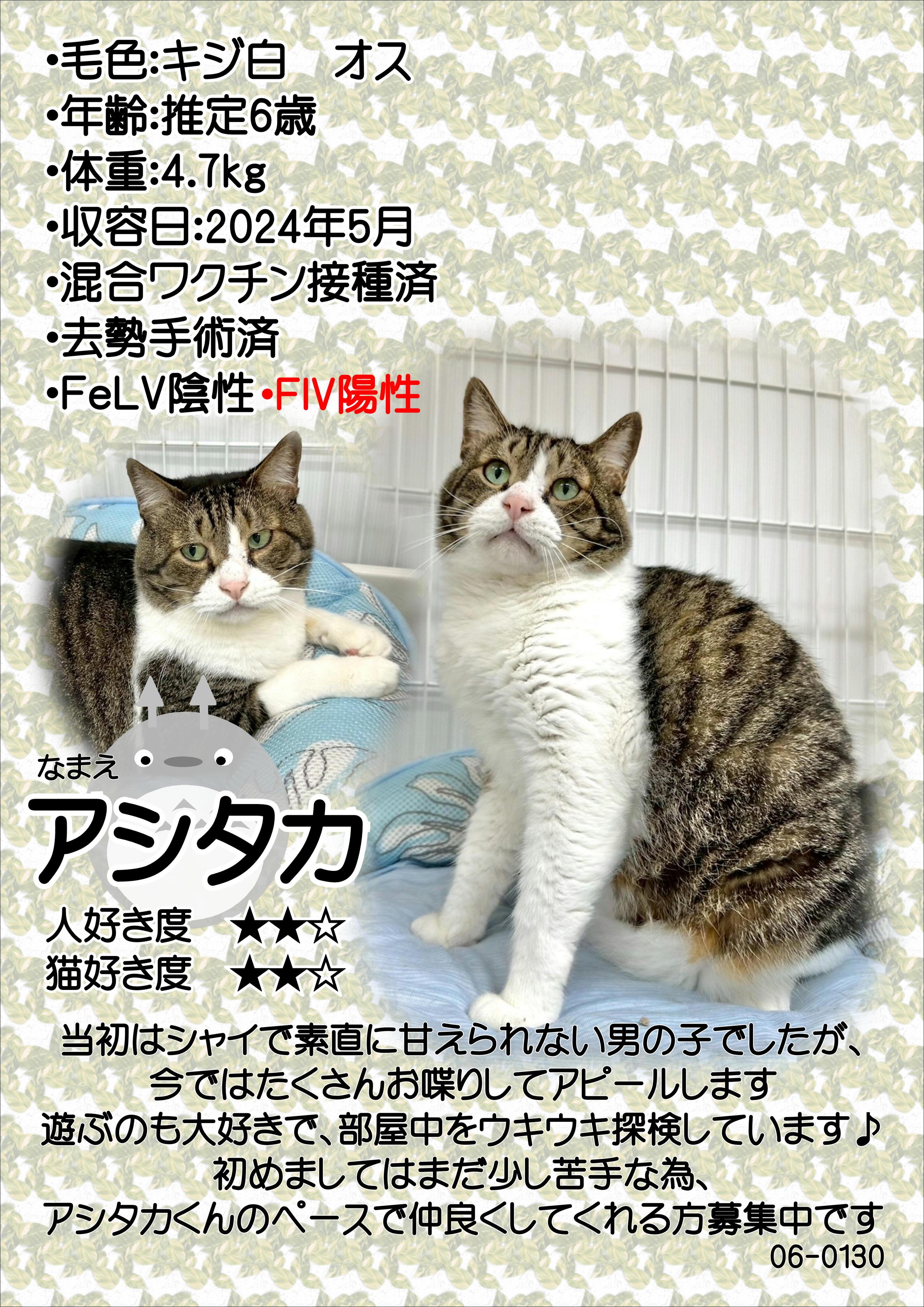飼主募集中猫アシタカの紹介ポスターです。
