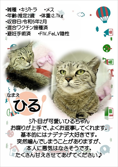 飼主募集中猫のひるの紹介ポスターです