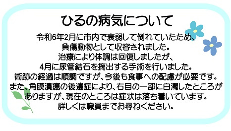 ひるの病気についての説明です。