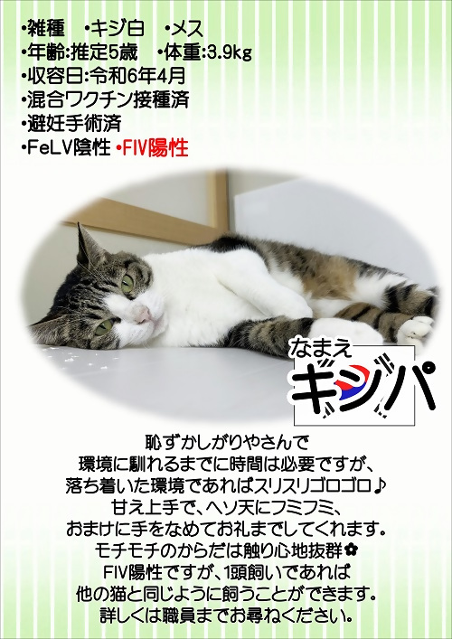 飼主募集中猫キンパの紹介ポスターです