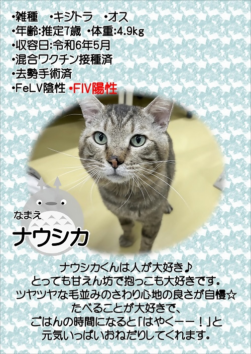 飼主募集中猫のナウシカの紹介ポスターです。