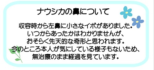 ナウシカの病気についての説明です。