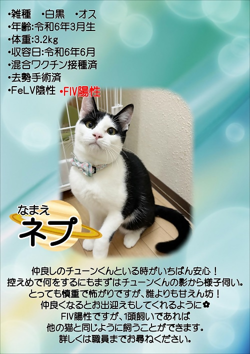 飼主募集中猫ネプの紹介ポスターです。