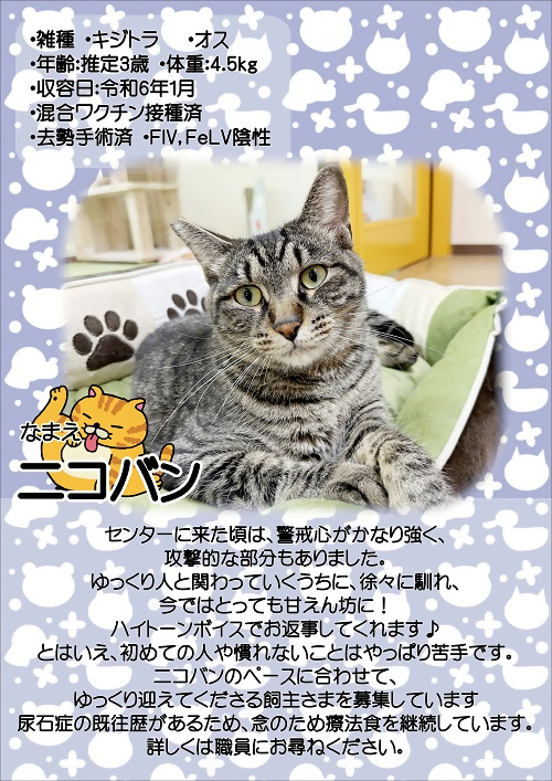 飼主募集中猫のニコバンの紹介ポスターです