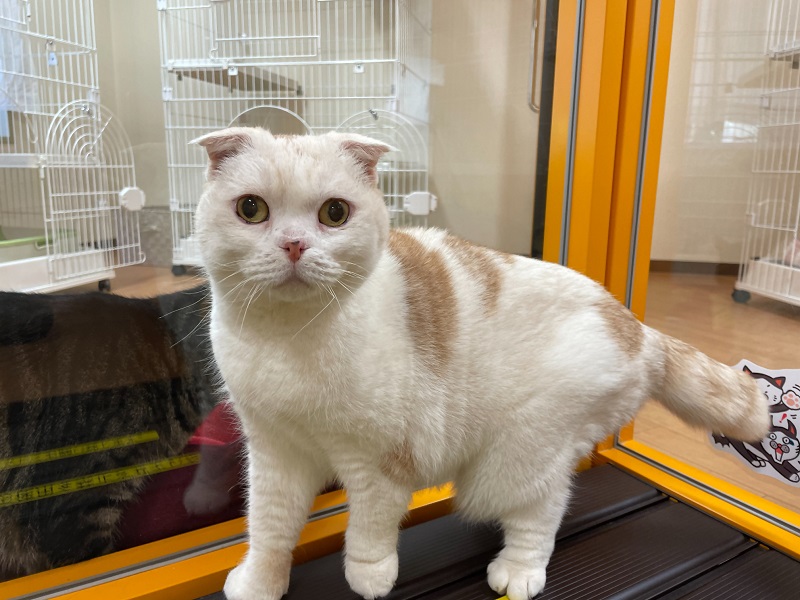 飼主募集中猫のサン写真
