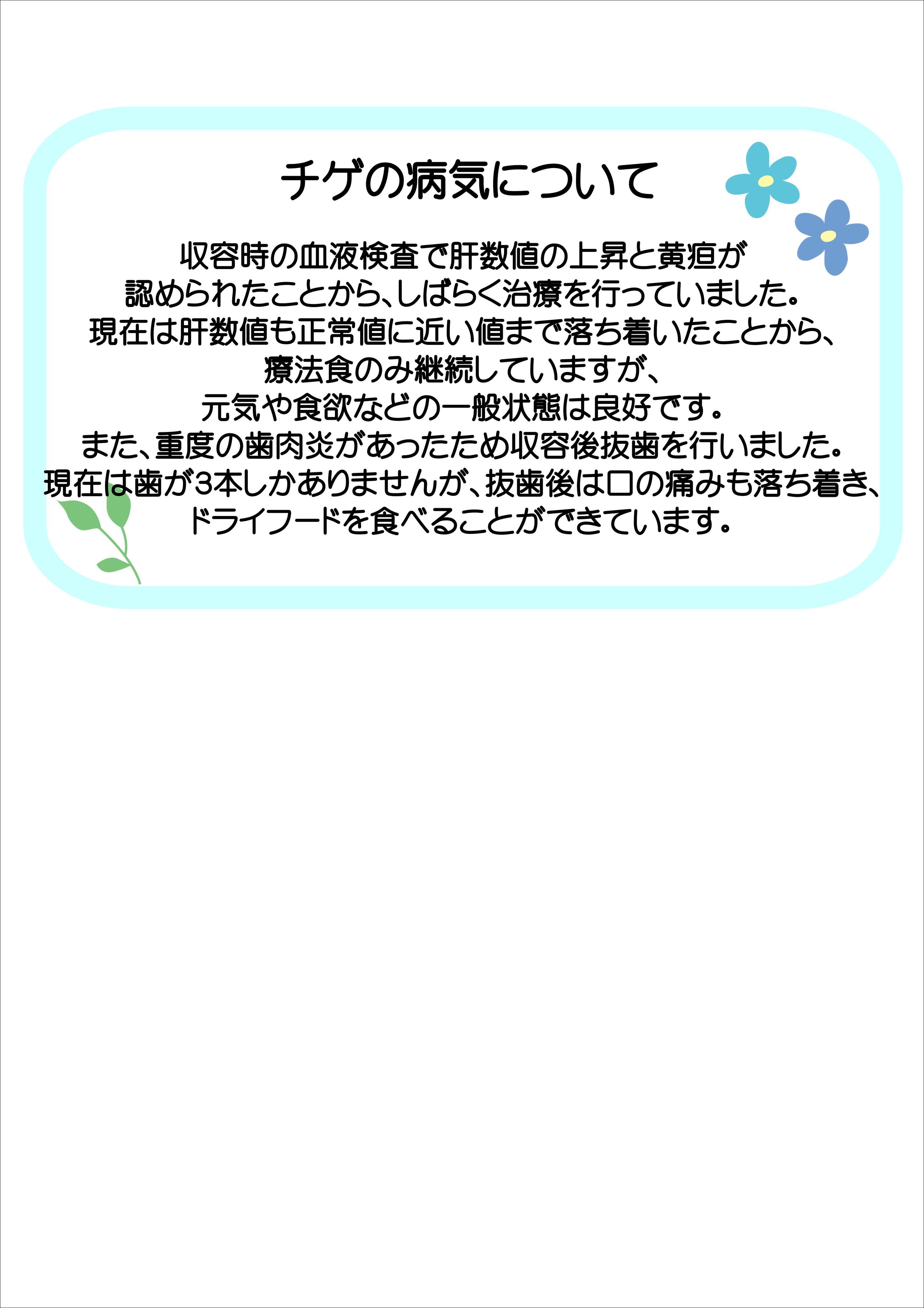 飼主募集中猫チゲの健康状態の説明です。