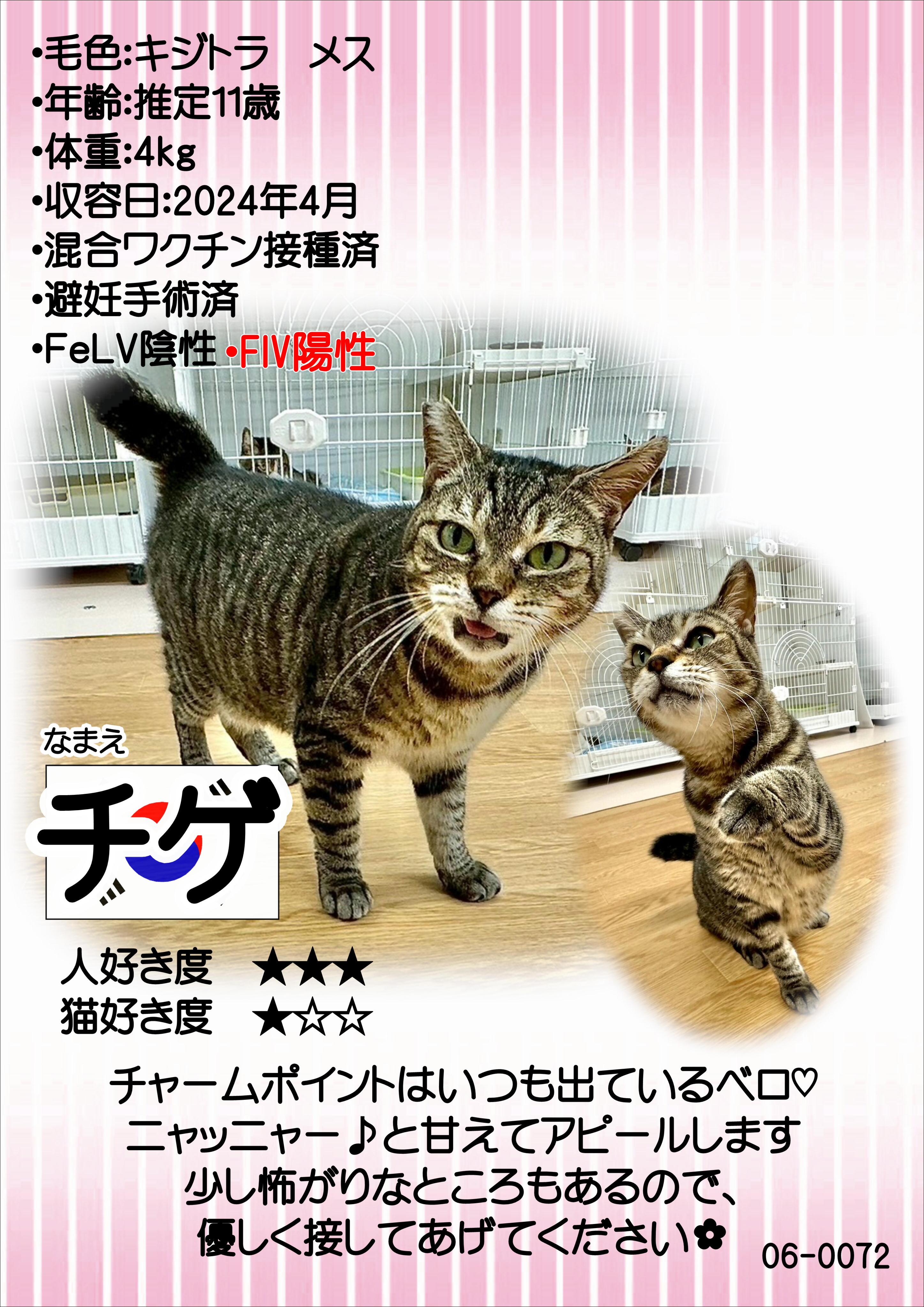 飼主募集中猫チゲの紹介ポスターです。